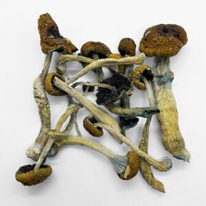 Buy Psychedelic Mushrooms USA